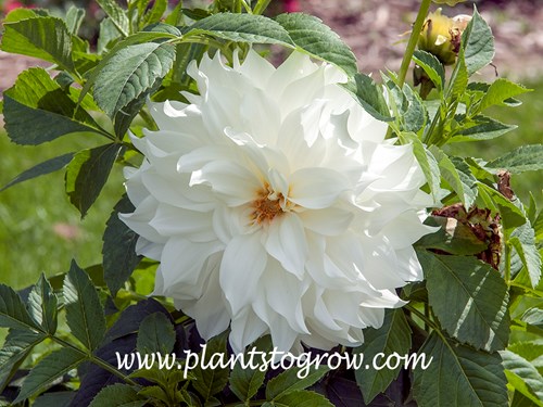 Snowbound Dahlia (Dahlia)
Large white decorative flower